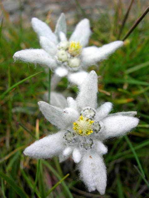 Pin on Flora