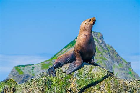 Steller Sea Lion Facts: Animals of the Oceans - WorldAtlas