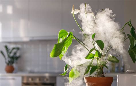 The 10 Best Humidifier For Plants Grow Rooms - Green Acres Gardening