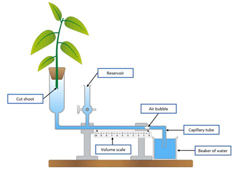 Transpiration Experiment Procedure