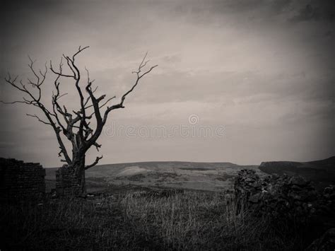 261 Eerie Dead Tree Black White Stock Photos - Free & Royalty-Free ...