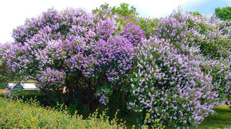 Lilac Bush Care Guide: How to Plant and Grow for Lilac Bush