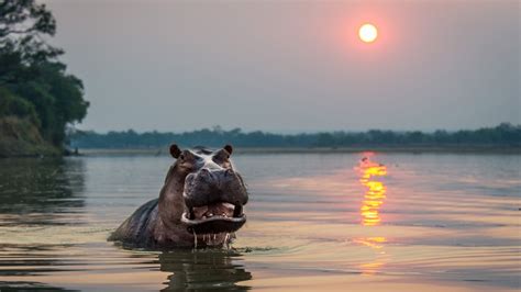 Zambian Safari | Robin Pope Safaris