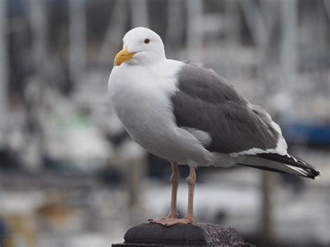 Gull Identification II | BirdNote