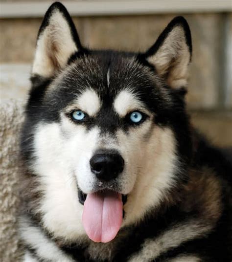 Alaskan Malamute | The Drake Center For Veterinary Care