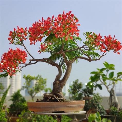 How to Grow Flame Tree Bonsai | Growing Royal Poinciana