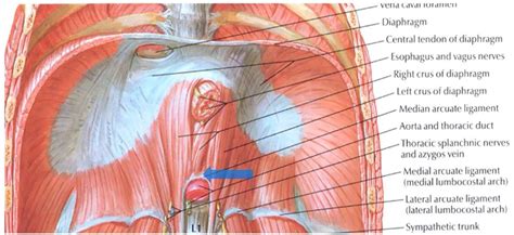 Another Sherlock Holmes Mystery: Abdominal Pain Explained by Median ...