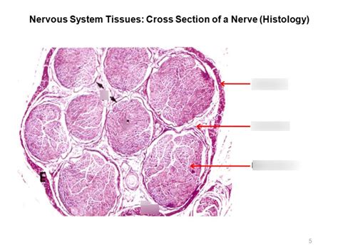 Nervous Tissue: Cross Section of Nerve (Histology) Diagram | Quizlet