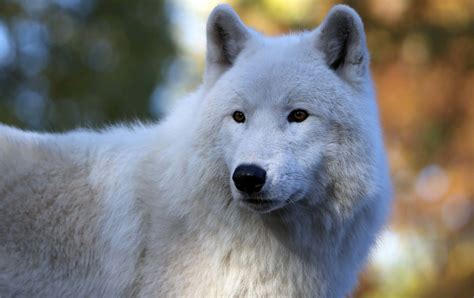 Hd Arctic Wolf Picture - Infoupdate.org