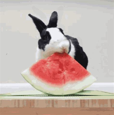 Watermelon Bunny GIF - Watermelon Bunny Rabbit - Discover & Share GIFs