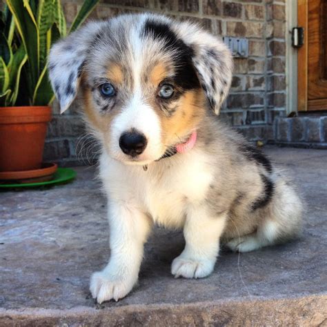 40 Times Corgis Mixed With Other Breeds, And The Result Was Absolutely ...