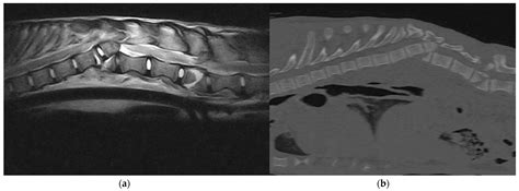 Animals | Free Full-Text | Diagnostic and Treatment of Spinal Fracture ...