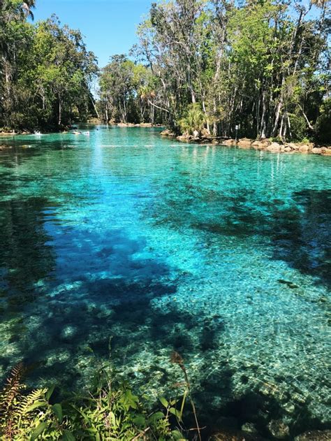 Three Sisters Springs in Crystal River! | Three sisters springs florida ...