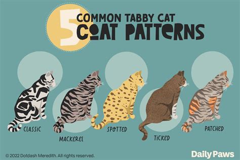 Types of Tabby Cats and Their Breeds