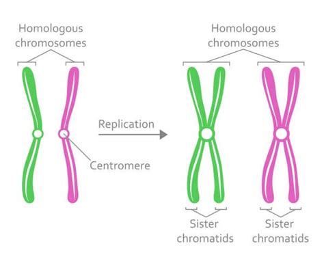 Haploid Cell - The Definitive Guide | Biology Dictionary