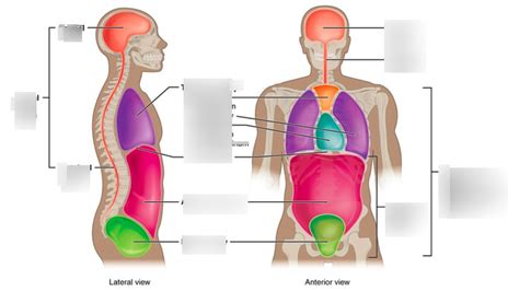 Dorsal & Ventral Body Cavities (Chap 1) Diagram | Quizlet