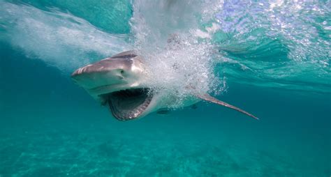 Lemon Shark Teeth • Marko Dimitrijevic Photography