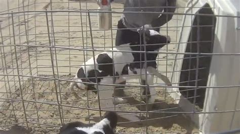 Farm owner takes 'full responsibility' for alleged animal cruelty