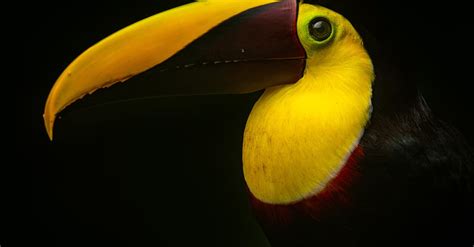 Close up of Toucan Beak · Free Stock Photo