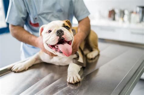 Skin Cancer in Dogs: Types, Signs, Symptoms & Treatment | Greensboro Vet