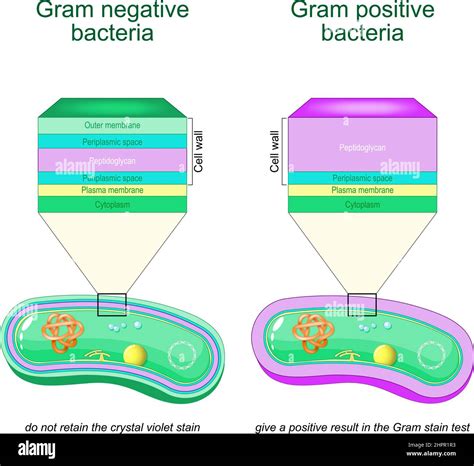 Penicillin poster Stock Vector Images - Alamy