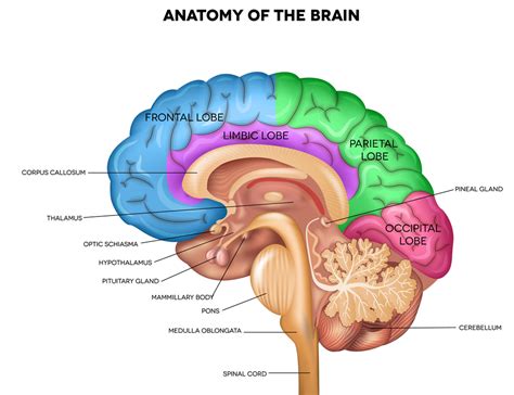 Brain Nervous Tissue