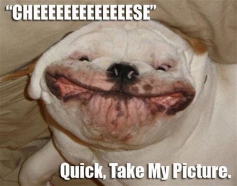 37 Funny Animal Memes That Will Have You Laughing Out Loud