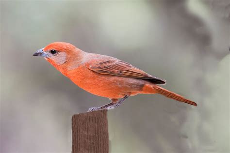 Where to Find Flame-Colored and Hepatic Tanagers - Birds and Blooms