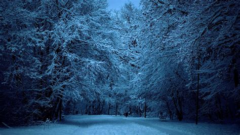 Winter Forest Night Image ~ Click Wallpapers | Winter forest, Winter ...