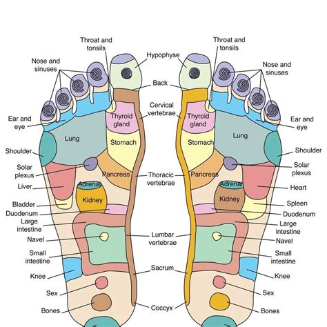 Reflexology foot map, artwork | Reflexology foot map, Reflexology foot ...