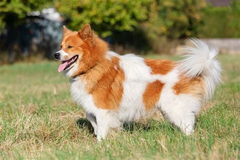 Portrait of an Elo Dog Standing on the Meadow Stock Image - Image of ...