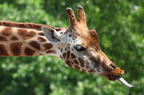 Giraffe's Tongue Free Stock Photo - Public Domain Pictures