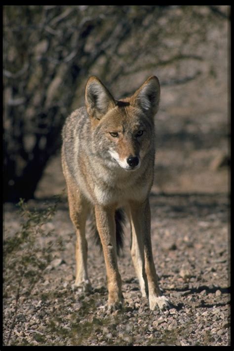 Mammals of Red Rock Canyon - Friends of Red Rock Canyon