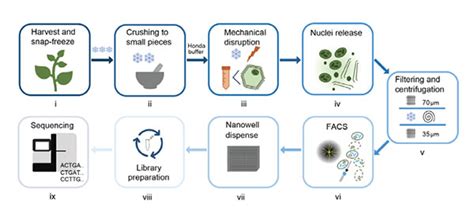 Single-nuclei RNA-sequencing of plant tissues | RNA-Seq Blog