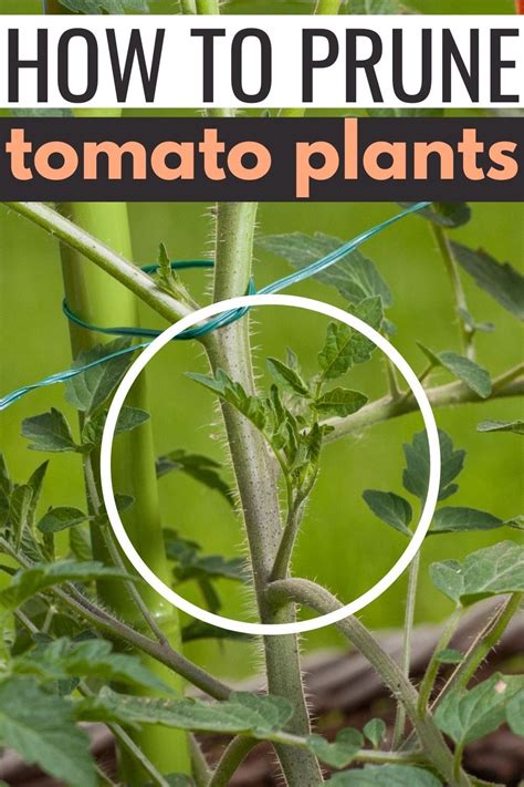 How to Prune Tomato Plants - A Simple, Straightforward Guide in 2021 ...