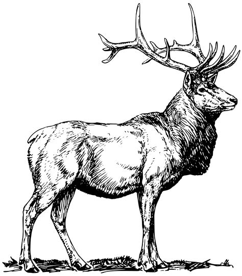 Elk Head Drawing at GetDrawings | Free download