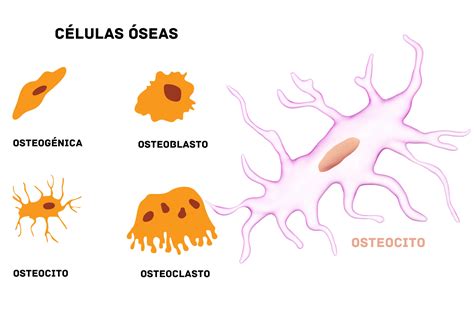 Etimología de Osteocito ― Origen de la Palabra