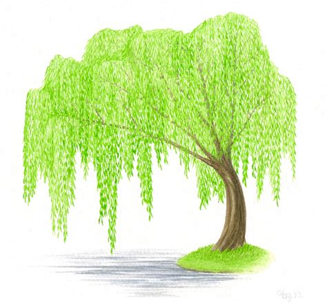 Willow tree clipart 20 free Cliparts | Download images on Clipground 2019