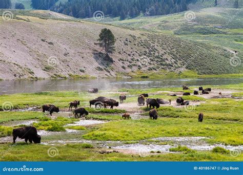 American Bison Herds stock image. Image of plateau, steppe - 40186747