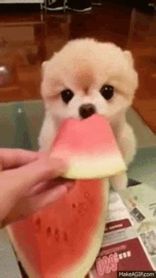 Eating Watermelon GIFs | Tenor