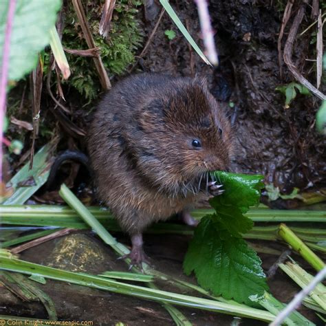 Water Vole Pictures . Image Gallery on Animal Picture Society