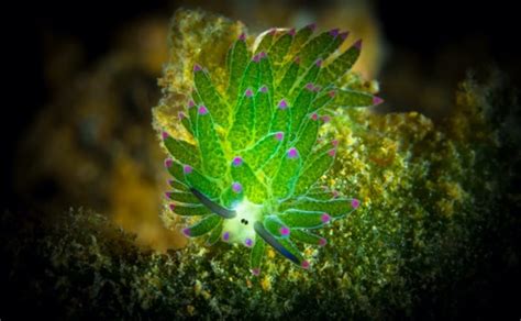 10 Leaf Sheep Facts [The Most Adorable Sea Slug] | UniGuide