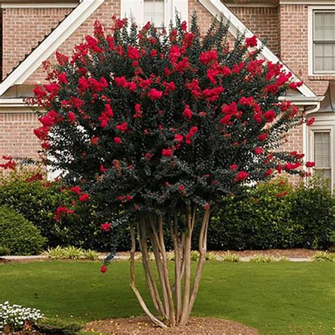 2-Gallon Red Black Diamond; Crapemyrtle Best Red Flowering Tree in Pot ...