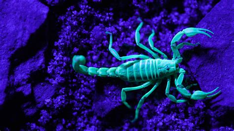 Canada’s Venomous Scorpions Glow As They Hunt Prey In The Dark of Night ...