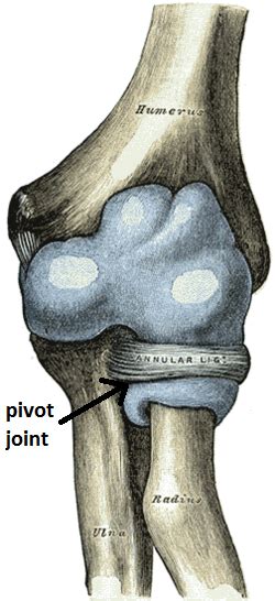 Pivot Joints | Definition, Types & Function - Lesson | Study.com