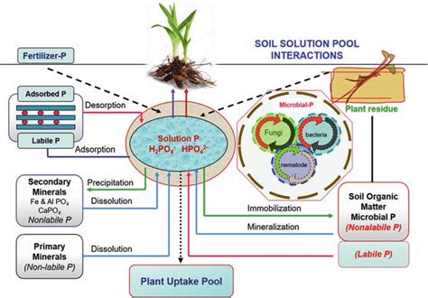 An overview phosphorus cycle | Download Scientific Diagram