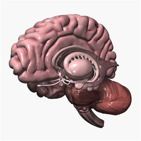 3d model human brain