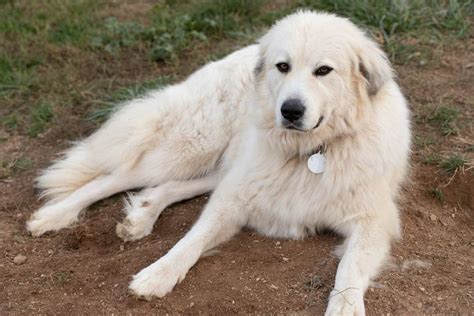 Facts About Great Pyrenees