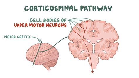 Corticospinal Tract Pathway