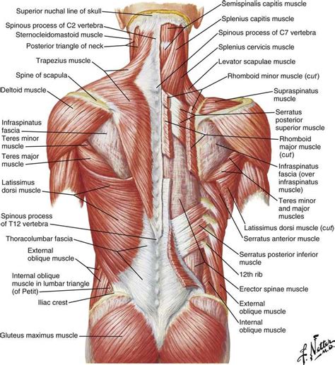 Anatomy of the Lumbopelvic Hip Complex | Musculoskeletal Key